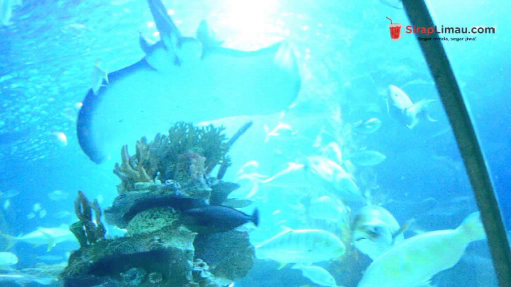 Aquaria KLCC A place you should go with your kids YouTube