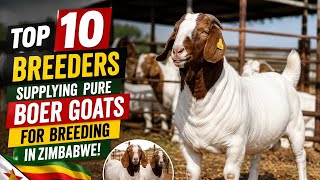 Top 10 Breeders Supplying Pure Boer Goats For Breeding In Zimbabwe!