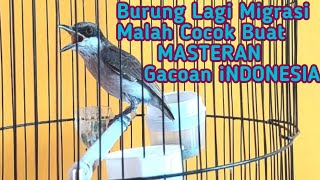 Berhenti Main Burung Kalo Masih Gak Tau Dengan Masteran Handal Yang Lagi Viral iNi | Jinjing Petulak