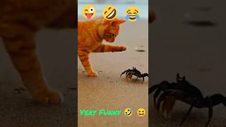 Very Funny Video Khub Moja Video Pusi R Katkom