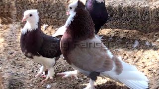 pigeon farm & fancy pigeon loft - best breeding fancy pigeon.