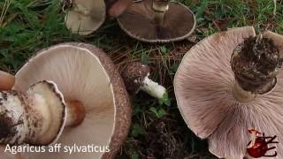 видео Шампиньон лесной, Agaricus sylvaticus