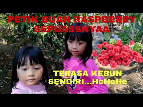 Video: Buah Raspberry Anggun