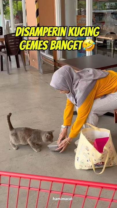 STREET FEEDING KETEMU YANG GEMES🥰 #kucing #cat #catlovers #catvideos #shorts #yoy  #shortsvideo