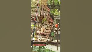 Ryan Tay jambol lone ranger on super no.1 birdfood