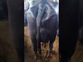 pasu mela ruee #ka najara #viral #animals