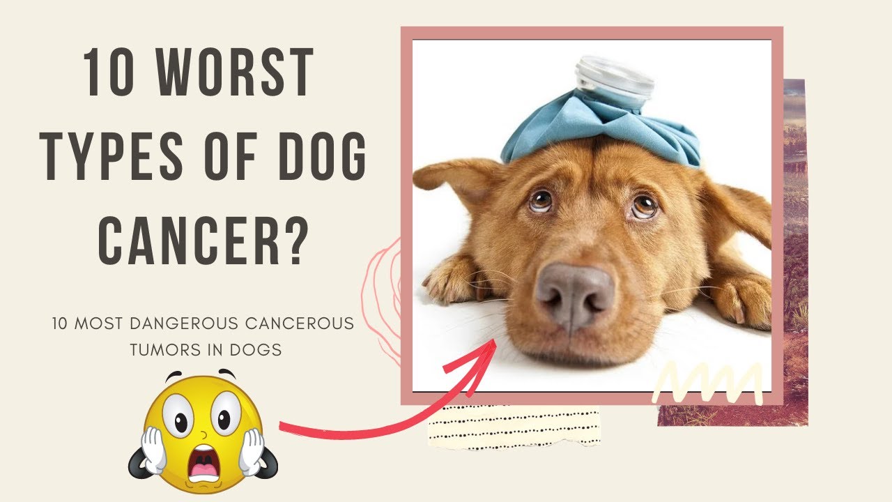 These 10 types of cancer will make you fear for your dog of 2021 YouTube