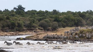 Zebra River Crossing in the Mara River, Kenya
