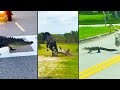 Ozzy Man Reviews: Floridian Alligators