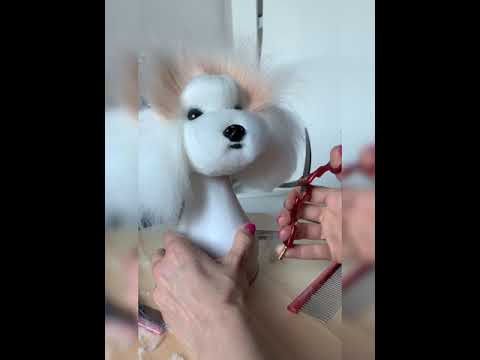 Boni Dog Grooming Opawz model dog head scissoring part2