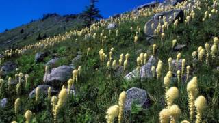 Steve Johnson - Scanned Slides 1990-2003