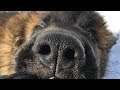 Leonberger puppy 2,5 months. Леонбергер щенок 2.5 месяца. Вольер для Леонбергера