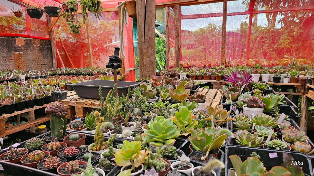 Tirando as plantinhas dos clientes do substrato 