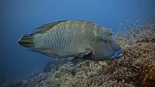 Chicken reef Raja Ampat