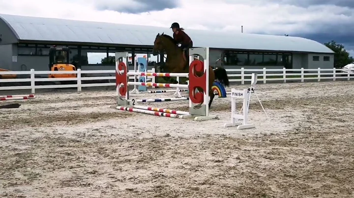 kwpn mare