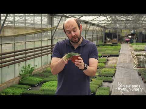 Video: Wanneer moet je elfachtige tijm planten?