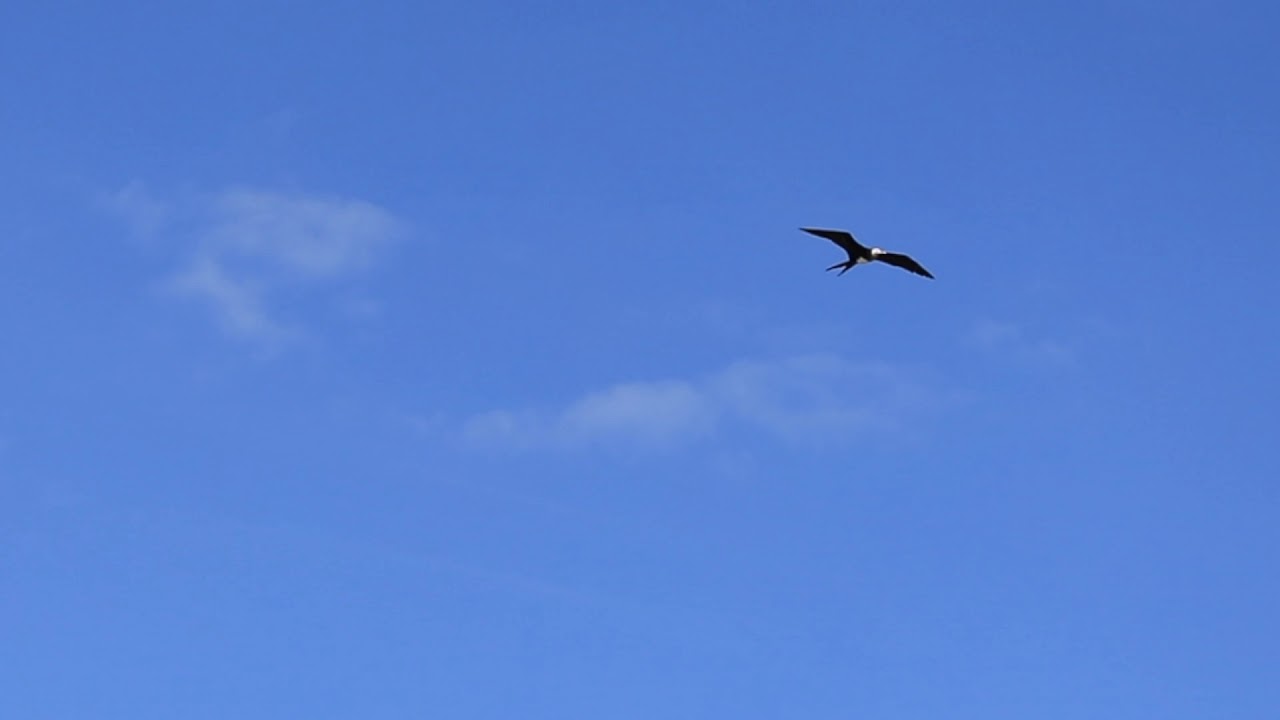 オオグンカンドリ Youtube