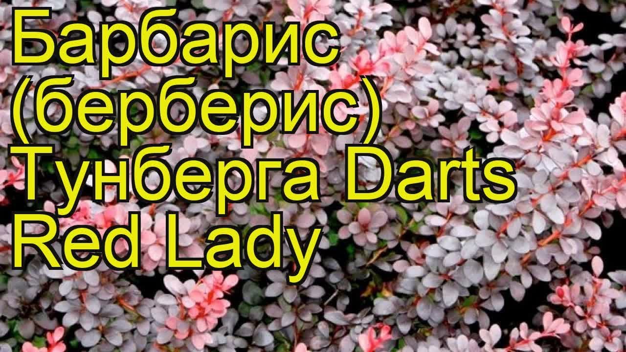 Дартс ред леди барбарис описание и фото. Барбарис Тунберга (Berberis thunbergii) Dart`s Lady Red. Барбарис Тунберга дартс ред. Барбарис Тунберга дартс леди. Барбарис Тунберга дартс ред леди.