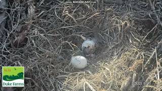 Dramatic hatching at Duke Farms Eagle Nest NJ