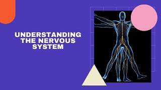 The Nervous System:  Central and Peripheral Explained #NervousSystem #HumanBiology #Science