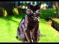 Чёрный кот на английском (Black Cat)