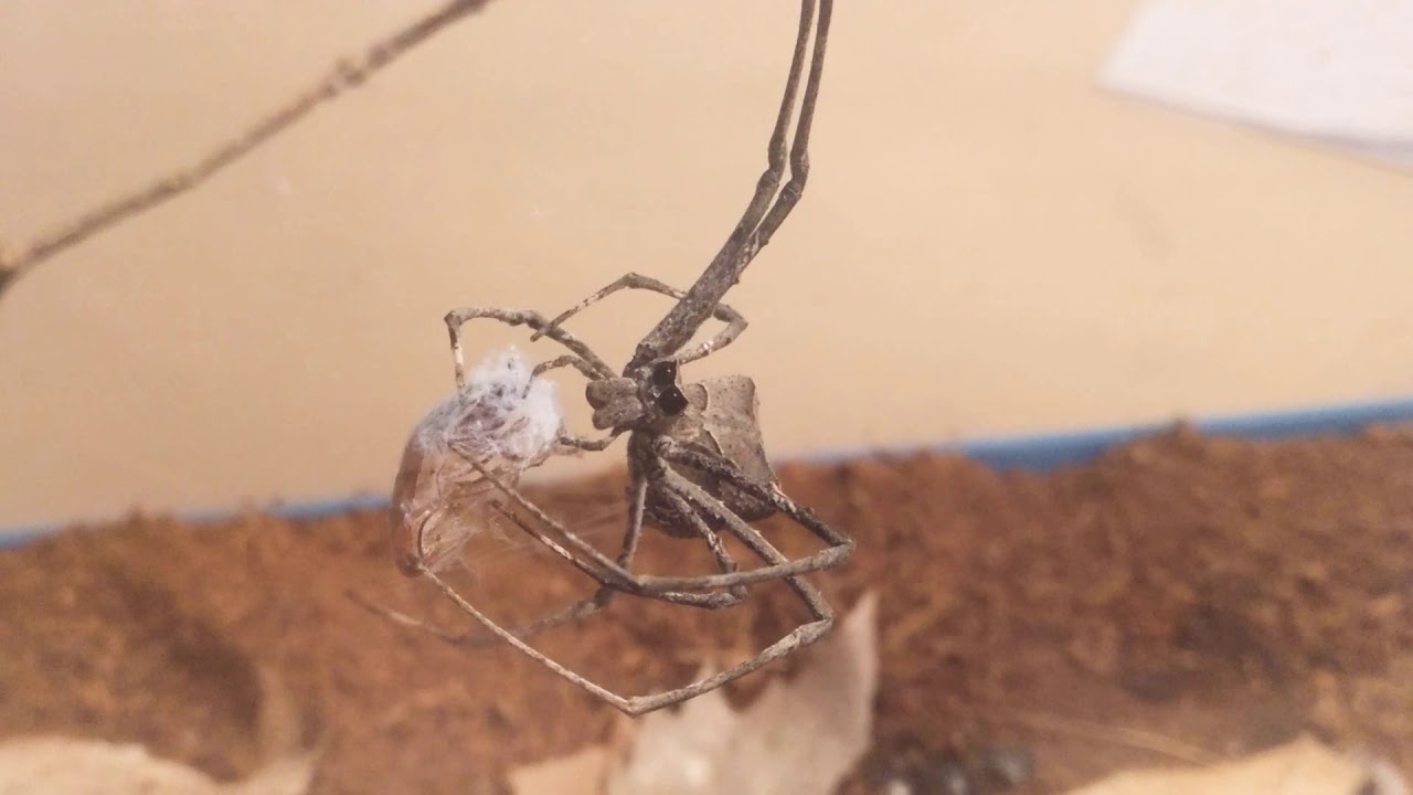 Female of Deinopis sp. Cameroon with your prey