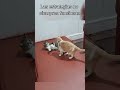 La estrategia de Jackob #gatos