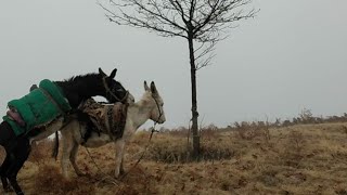 Sex donkey meeting murrah 03 January 2021.grum