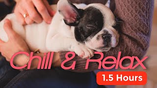Chill & Relax  Music for Dogs | BIG CHILL & MUCH RELAX