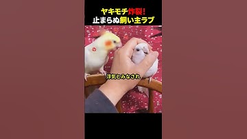 ヤキモチ炸裂！止まらぬ飼い主ラブ #ほっこりショート