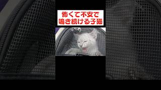 子猫デュフィと出会った日。保健所からうちまでの車内で鳴きまくってました
