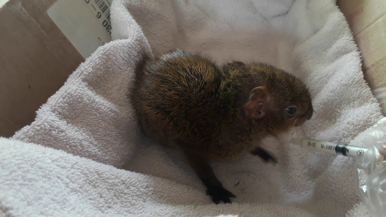 Cria de ñeque abandonado - YouTube