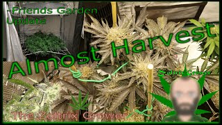 Day 62 | Almost Harvest | Friends Garden Update | TWTGC