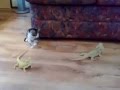 爆笑　猫がびっくりハプニング！