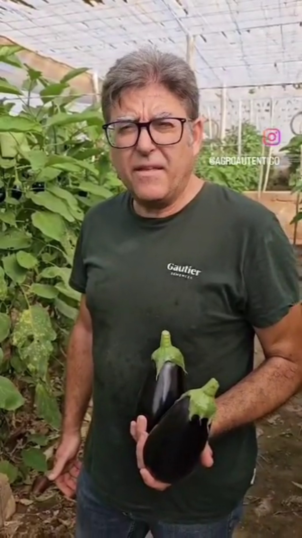 El retorno de Gautier a la berenjena