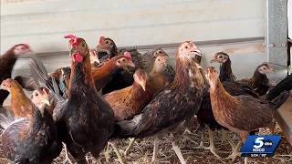 Hundreds of animals seized in Oklahoma City drug bust surrendered for adoption