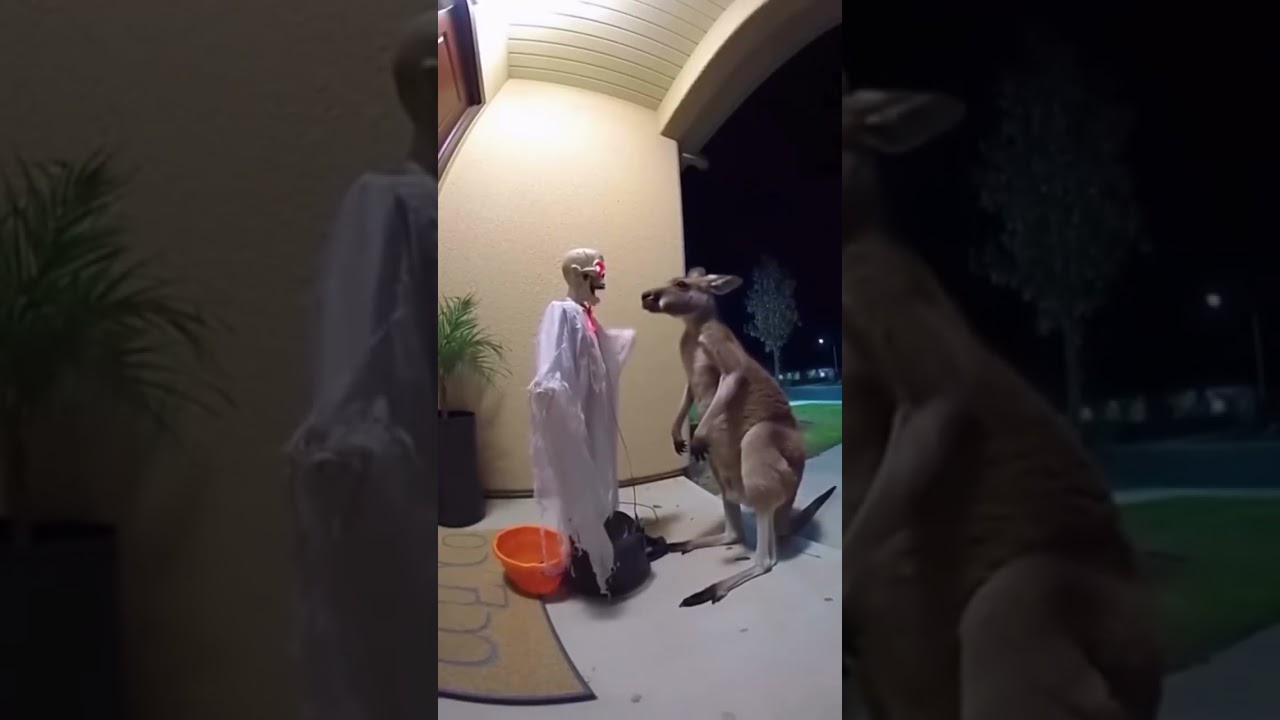 When It’s Halloween… Even the Kangaroo Joins In 😱🦘💀