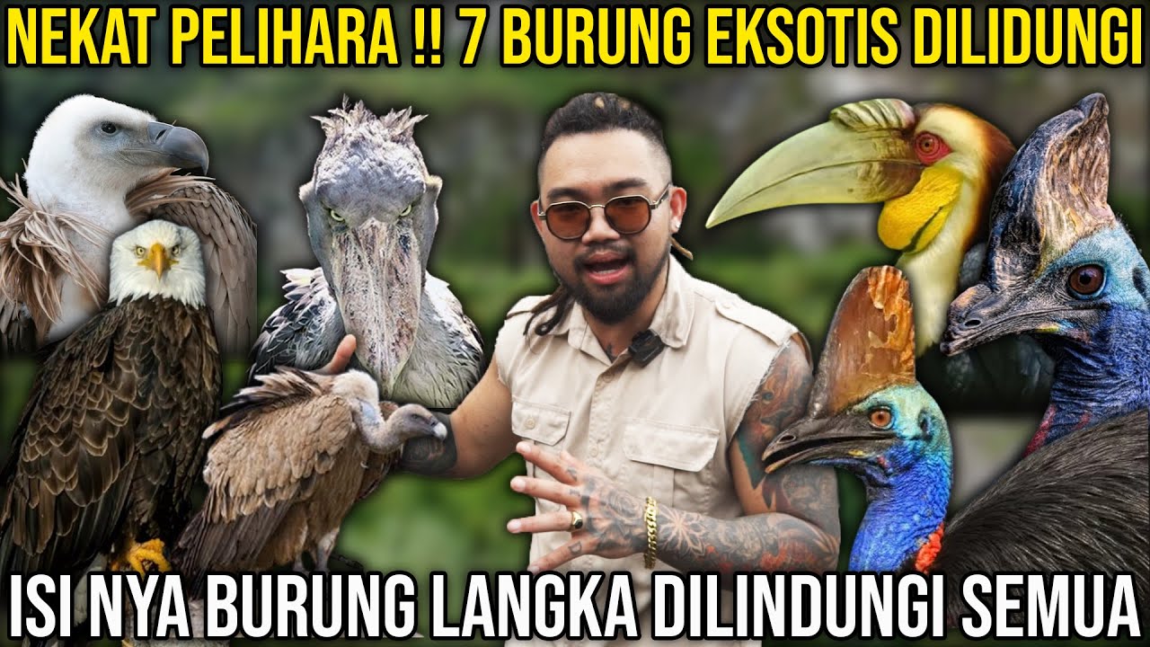 NEKAT PELIHARA!! 7 BURUNG EKSOTIS DILINDUNGI. ISINYA BURUNG LANGKA DILINDUNGI SEMUA  #indoexotic