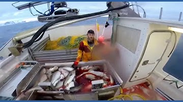 Amazing Automatic Lines, Catching and Processing Fish Right on Ship, Big Catch