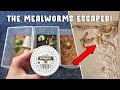Unboxing & Setting Up Live Feeder Insects *GONE WRONG*