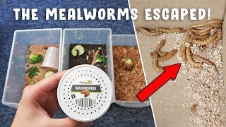 Unboxing & Setting Up Live Feeder Insects *GONE WRONG*