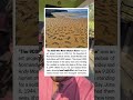 “The 9,000 Who Faded With the Tide”