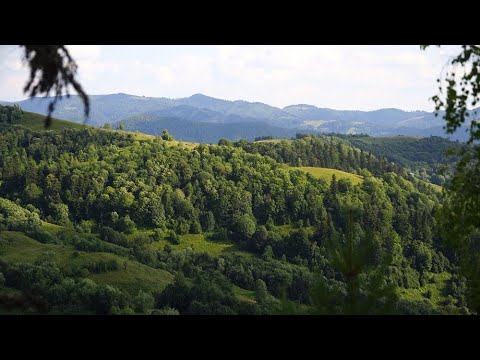 რუმინეთის უნიკალური ტყეები უკანონო ჭრის შედეგად ნადგურდება