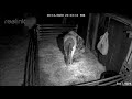 Full Video: A Miniature Horse Mare Goes Into Labour and Foals