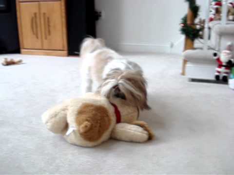 Shih Tzu dog Lacey got a huge stuffed doggie for C...