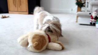 Shih Tzu dog Lacey got a huge stuffed doggie for Christmas