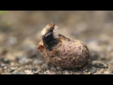 Life Cycle of the Orchard Mason Bee