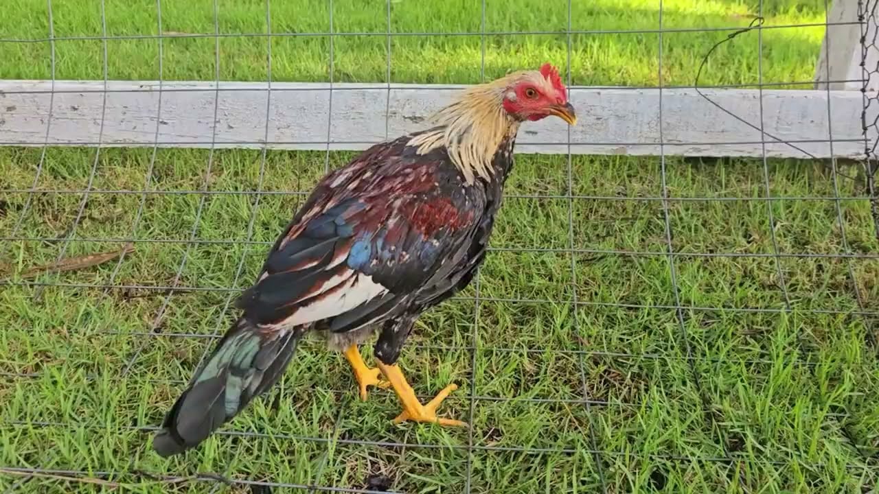 D1sp0n1bles pollos al marcaje de la traba Fuin Fuan (Chino Dominguez) inf. 8097818747