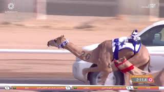 ش15 سباق المفاريد (عام) مهرجان ولي العهد بالمملكة العربية السعودية 10-8-2021ص