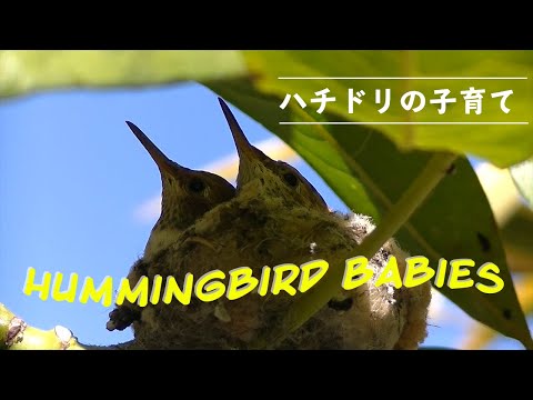 Hummingbird Babies Breeding　 ～ハチドリの子育て～